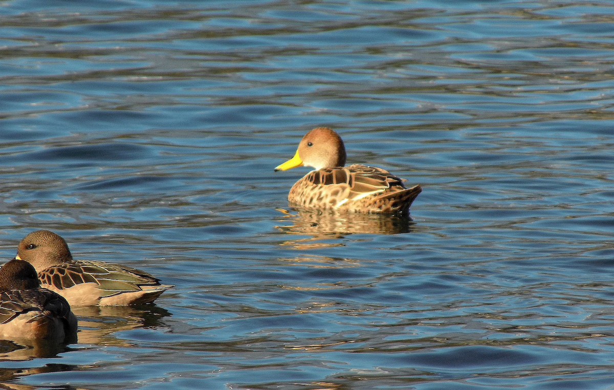 Yellow-billed Pintail - Gabriela López Jiménez