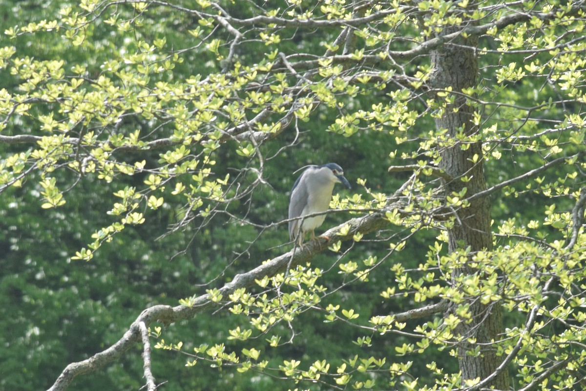 Black-crowned Night Heron - ML340947241