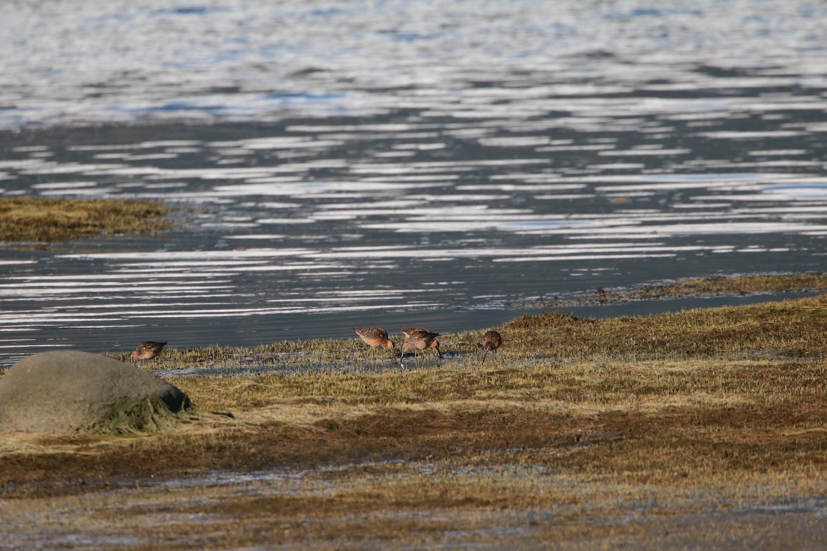 Long-billed Dowitcher - ML340948231