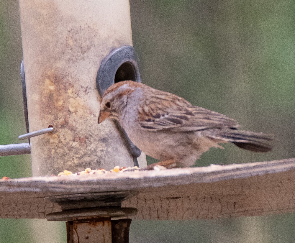 Rufous-winged Sparrow - ML340948961