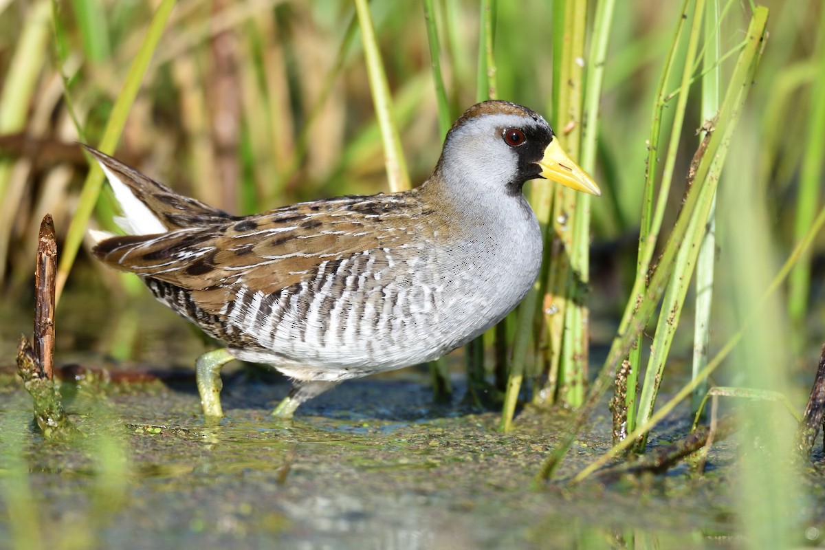 Polluela Sora - ML340949061