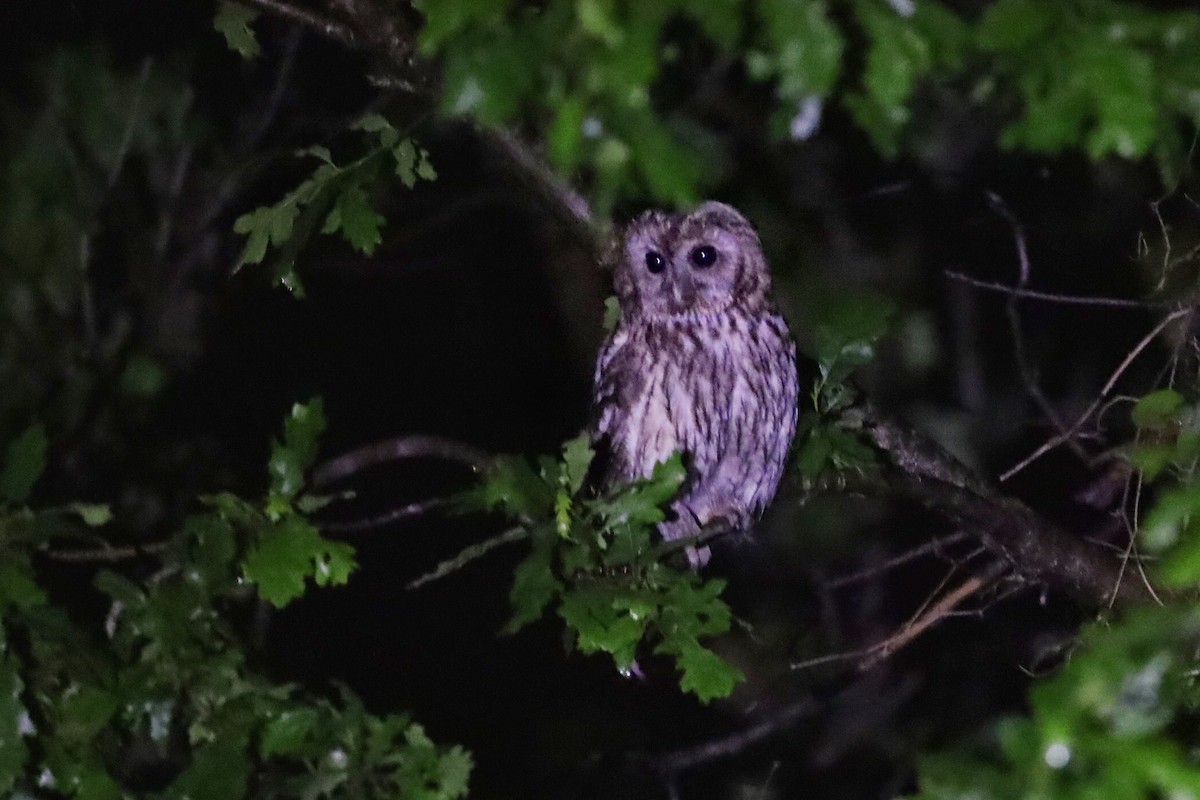Tawny Owl - ML340950301
