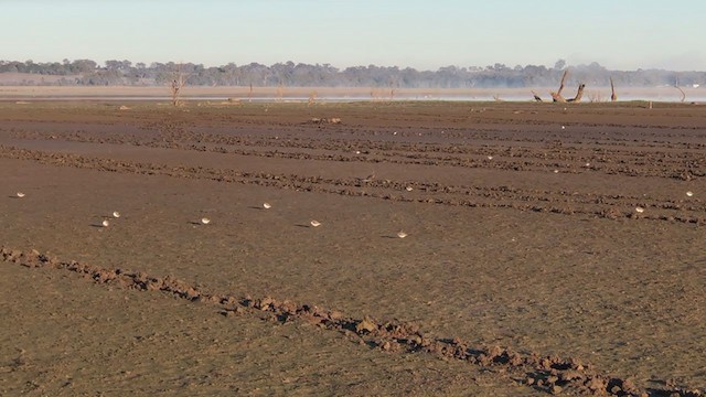 Red-capped Plover - ML340950311