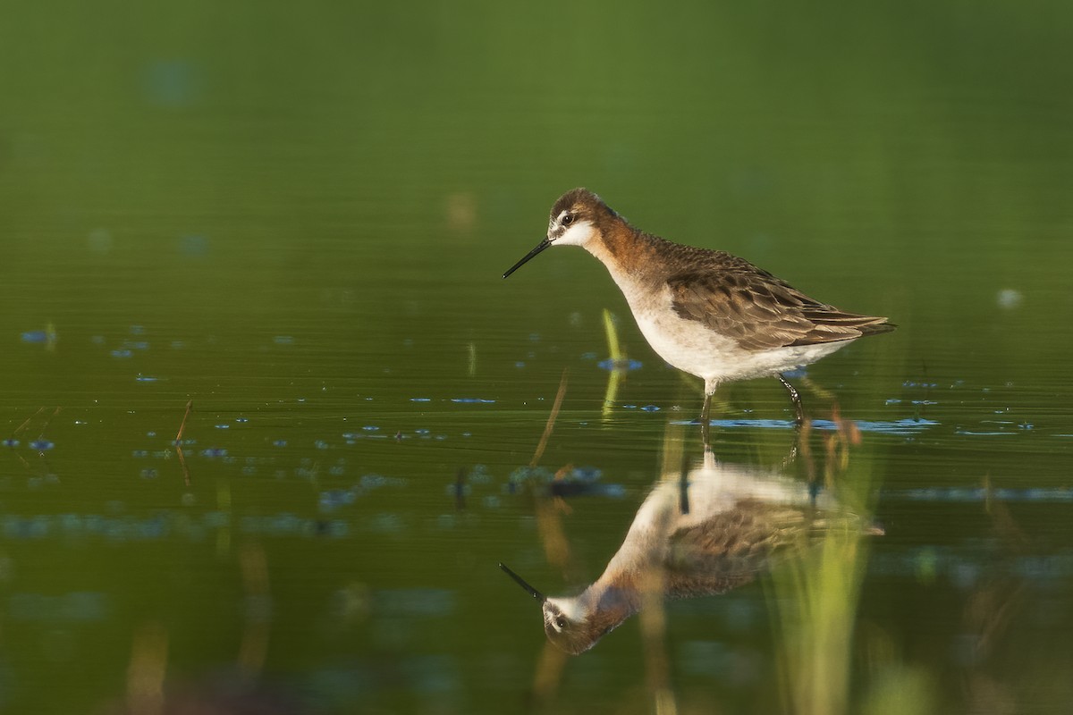 Wilson's Phalarope - Geoff Newhouse