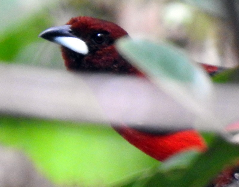 Crimson-backed Tanager - ML340951241