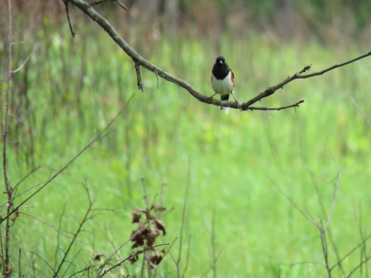 Eastern Towhee - ML340951661