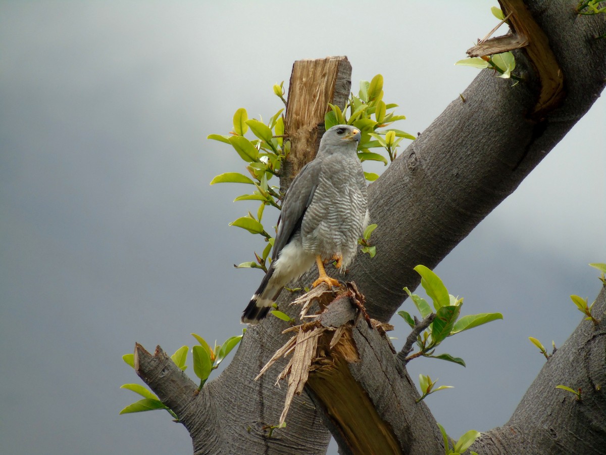 Gray Hawk - ML340951671