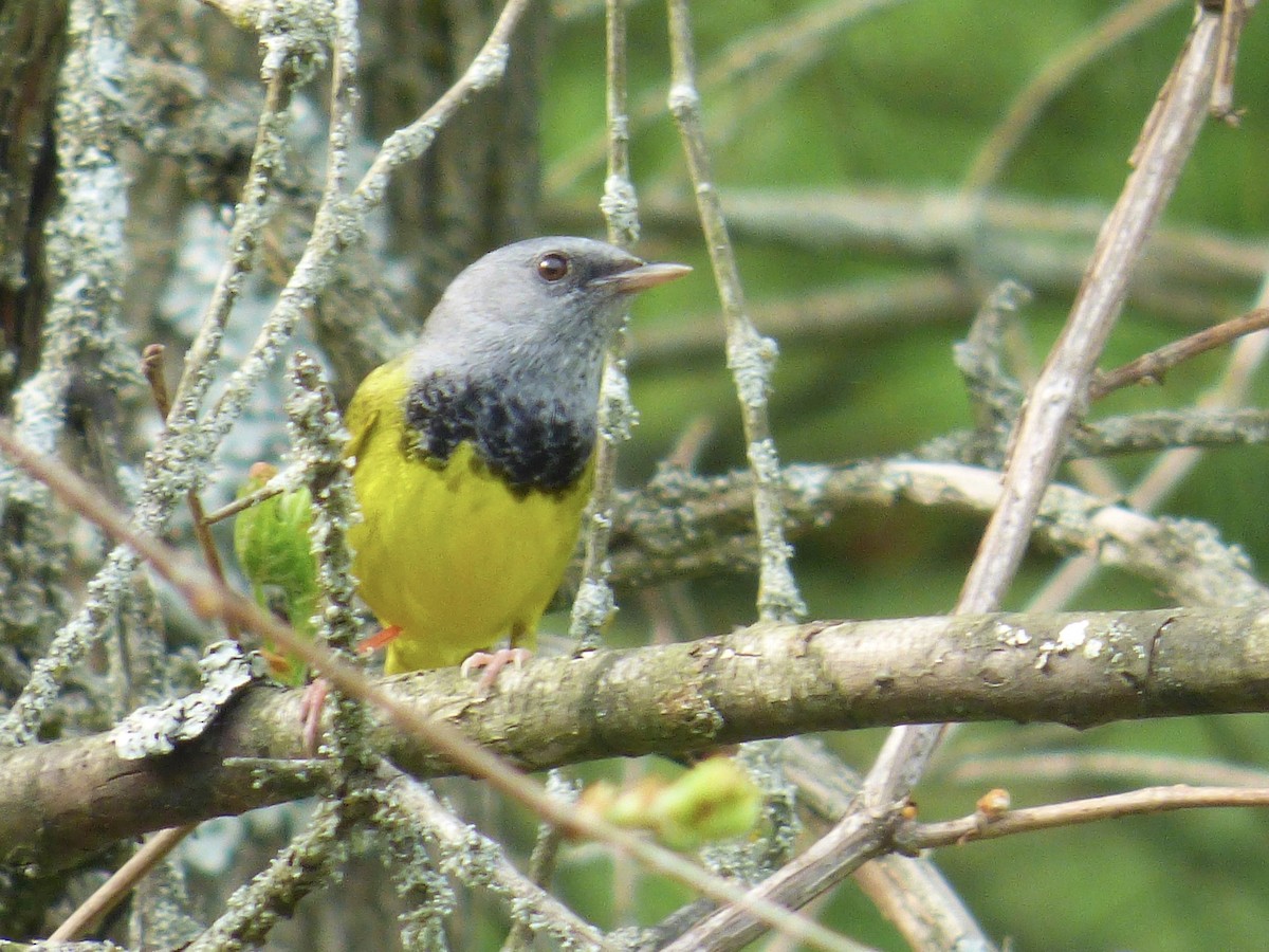 Mourning Warbler - ML340951851