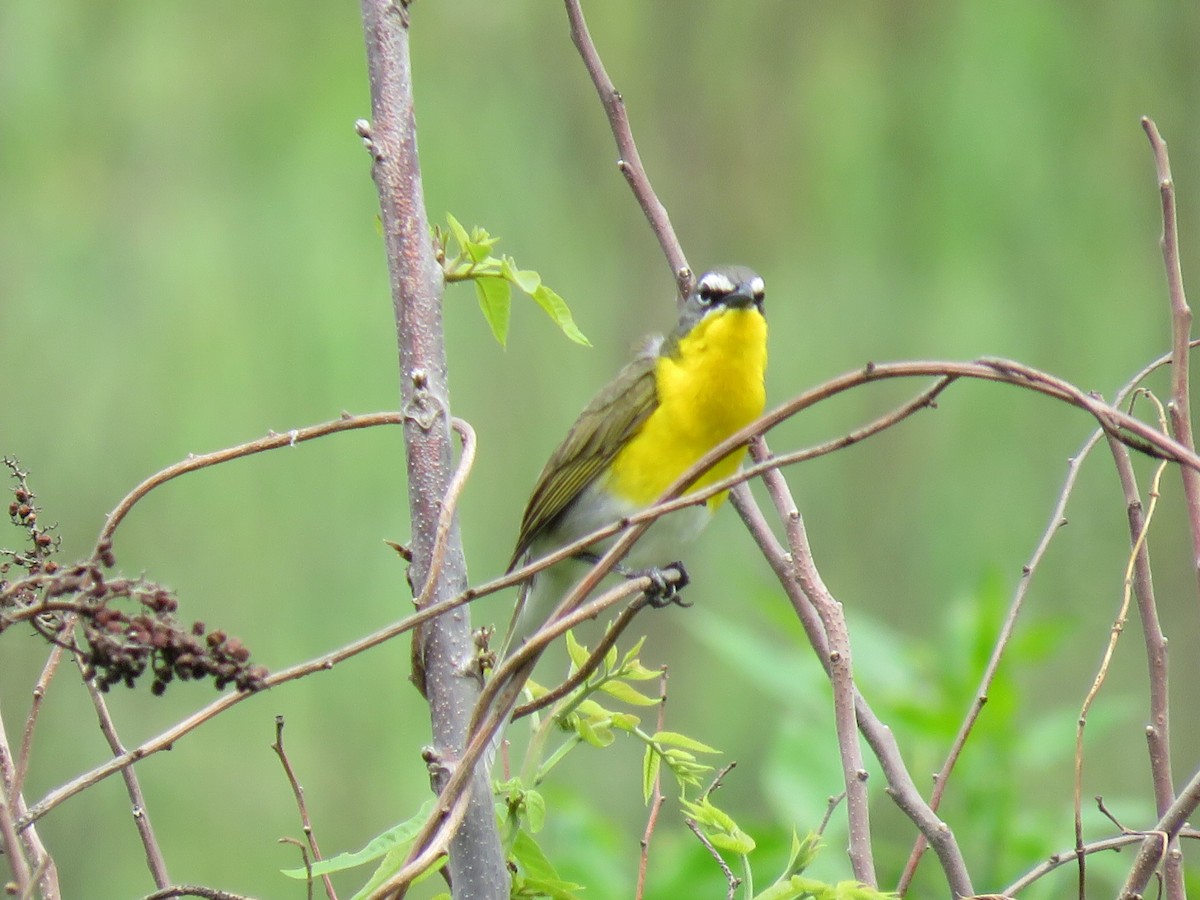 Yellow-breasted Chat - Joe Hoelscher