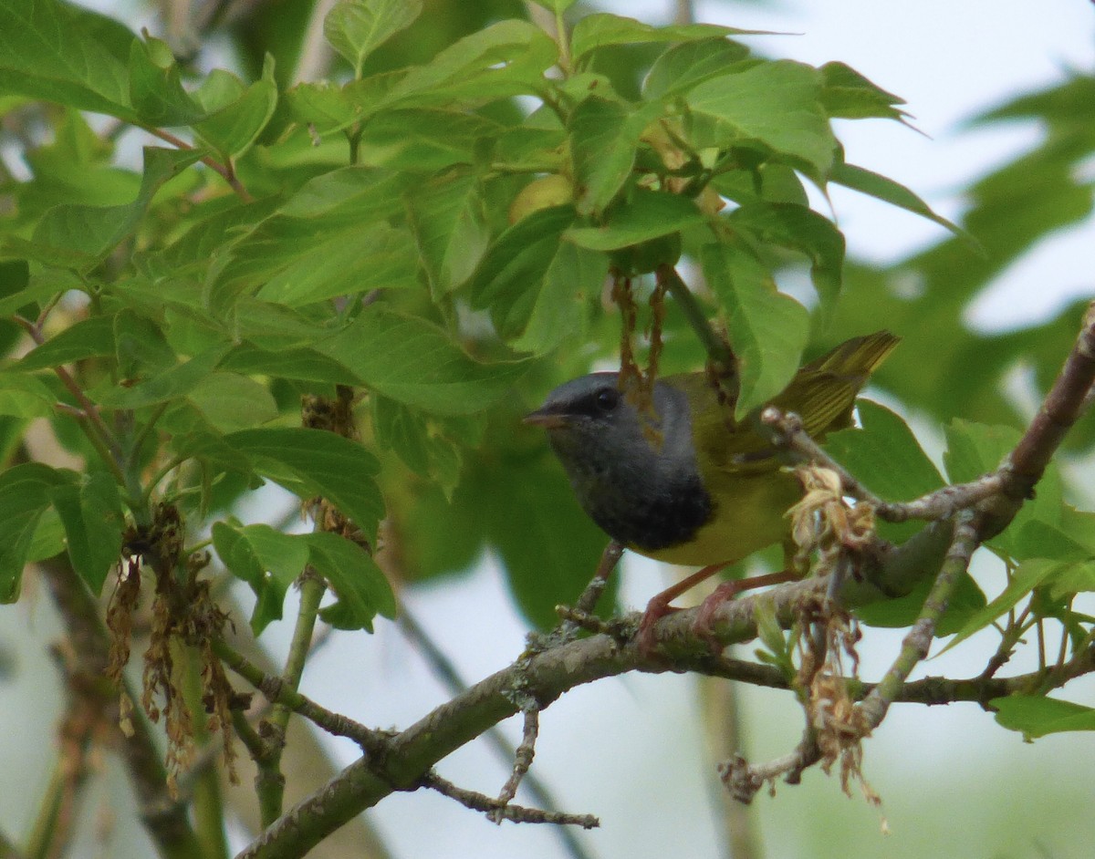Mourning Warbler - ML340952191