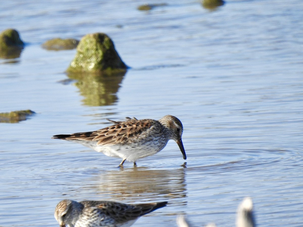 White-rumped Sandpiper - Christopher Daniels