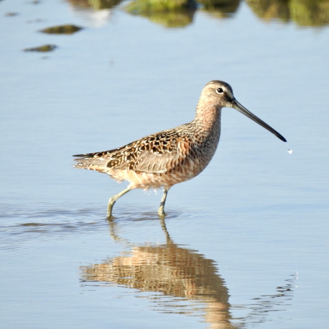Long-billed Dowitcher - Christopher Daniels