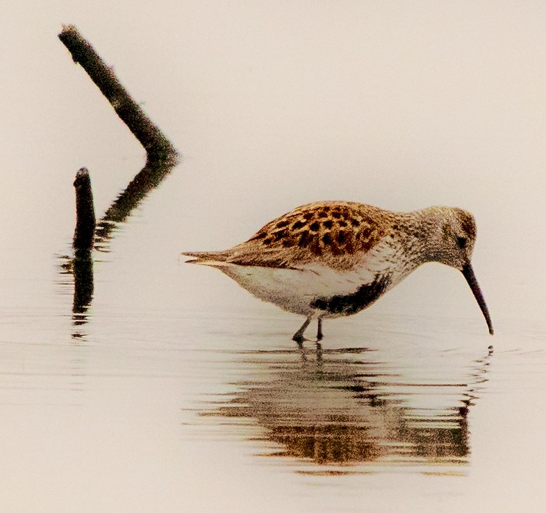 Dunlin - Tom Gannon