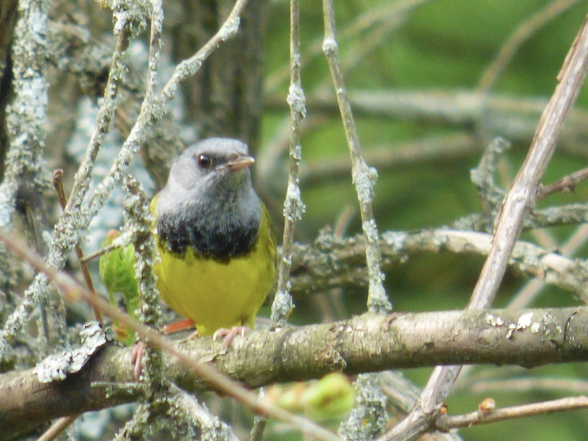 Mourning Warbler - ML340952831
