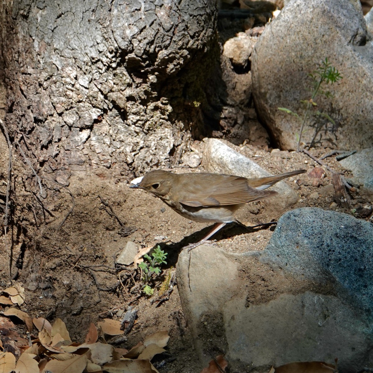 Swainson's Thrush - ML340952881