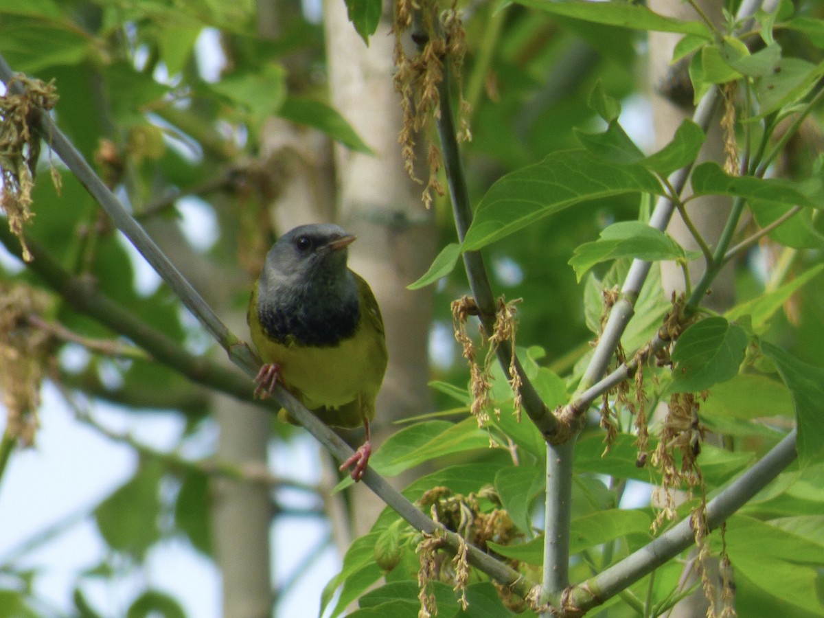 Mourning Warbler - ML340952971