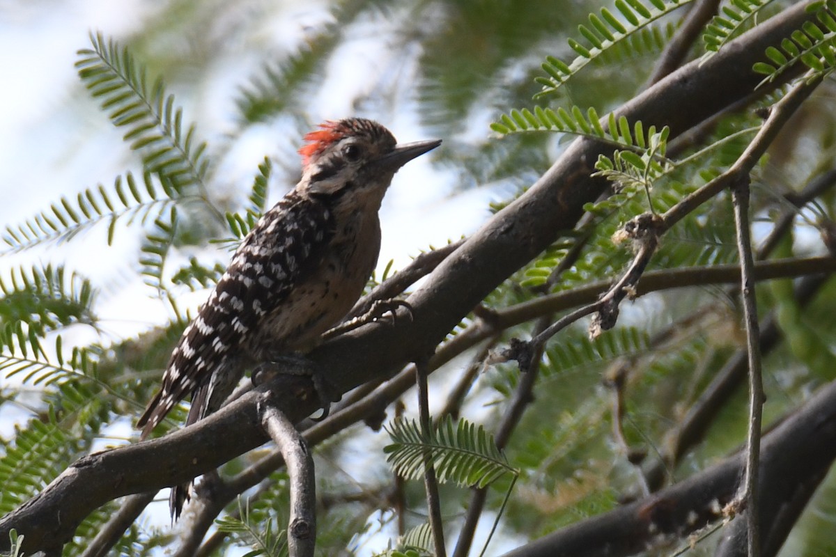 Ladder-backed Woodpecker - ML340953301