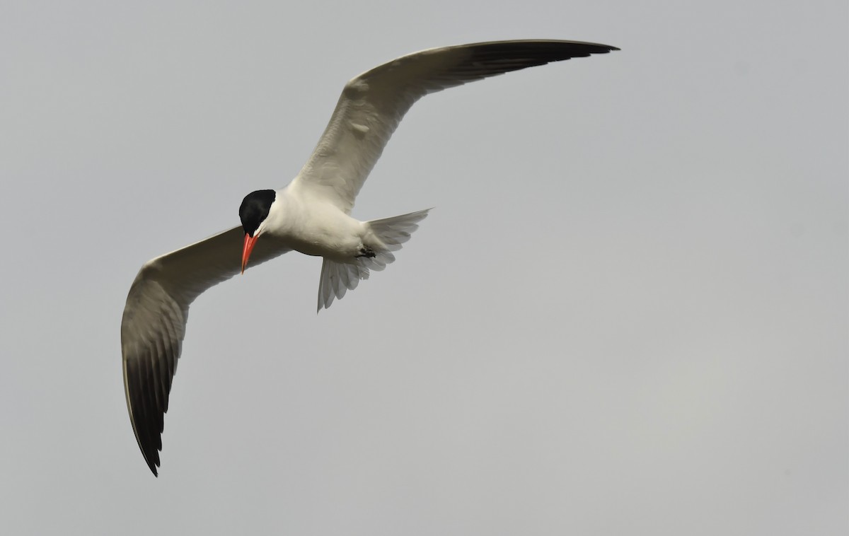 Caspian Tern - Connie Misket