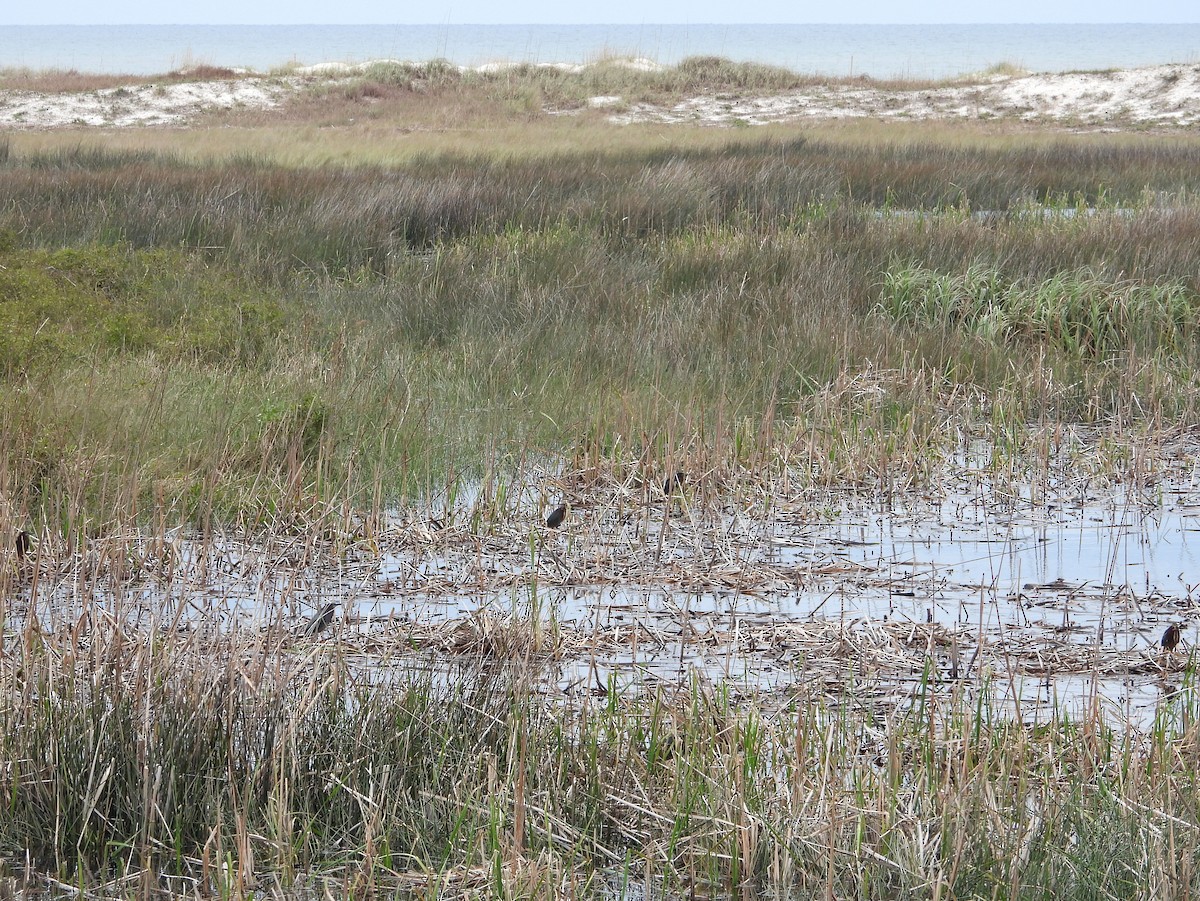 Green Heron - ML340955491