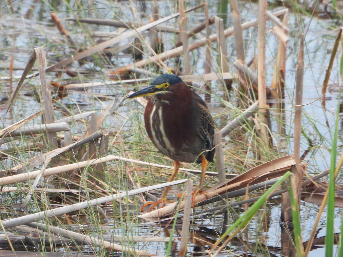 Green Heron - ML340955501