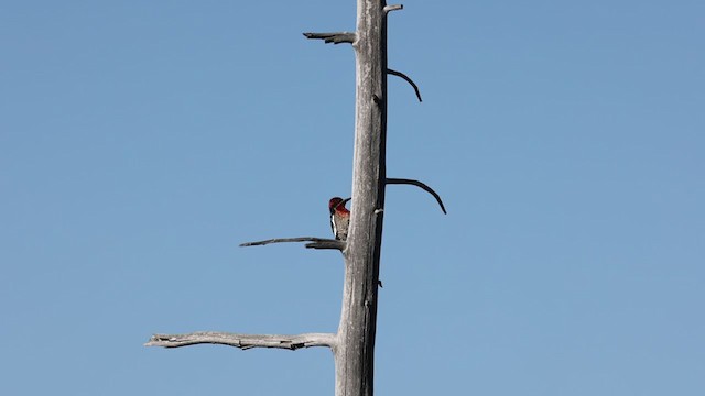 Red-breasted Sapsucker - ML340955721