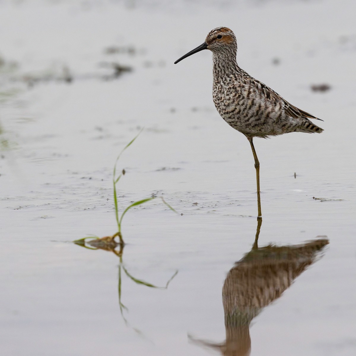 Stilt Sandpiper - Robert Tizard