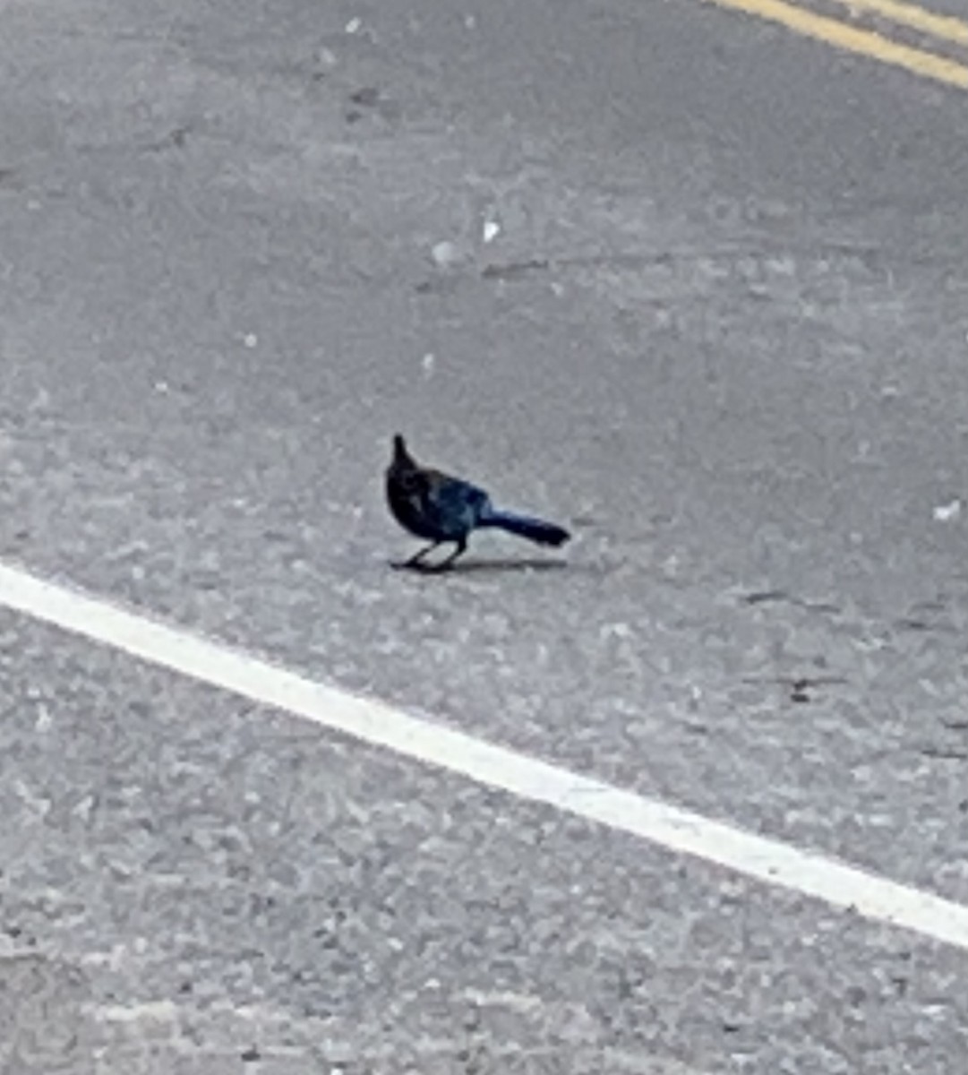 Steller's Jay - ML340956651