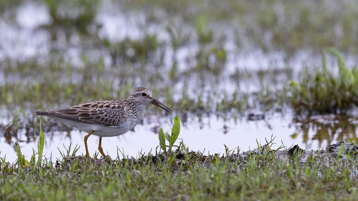 Pectoral Sandpiper - Robert Tizard