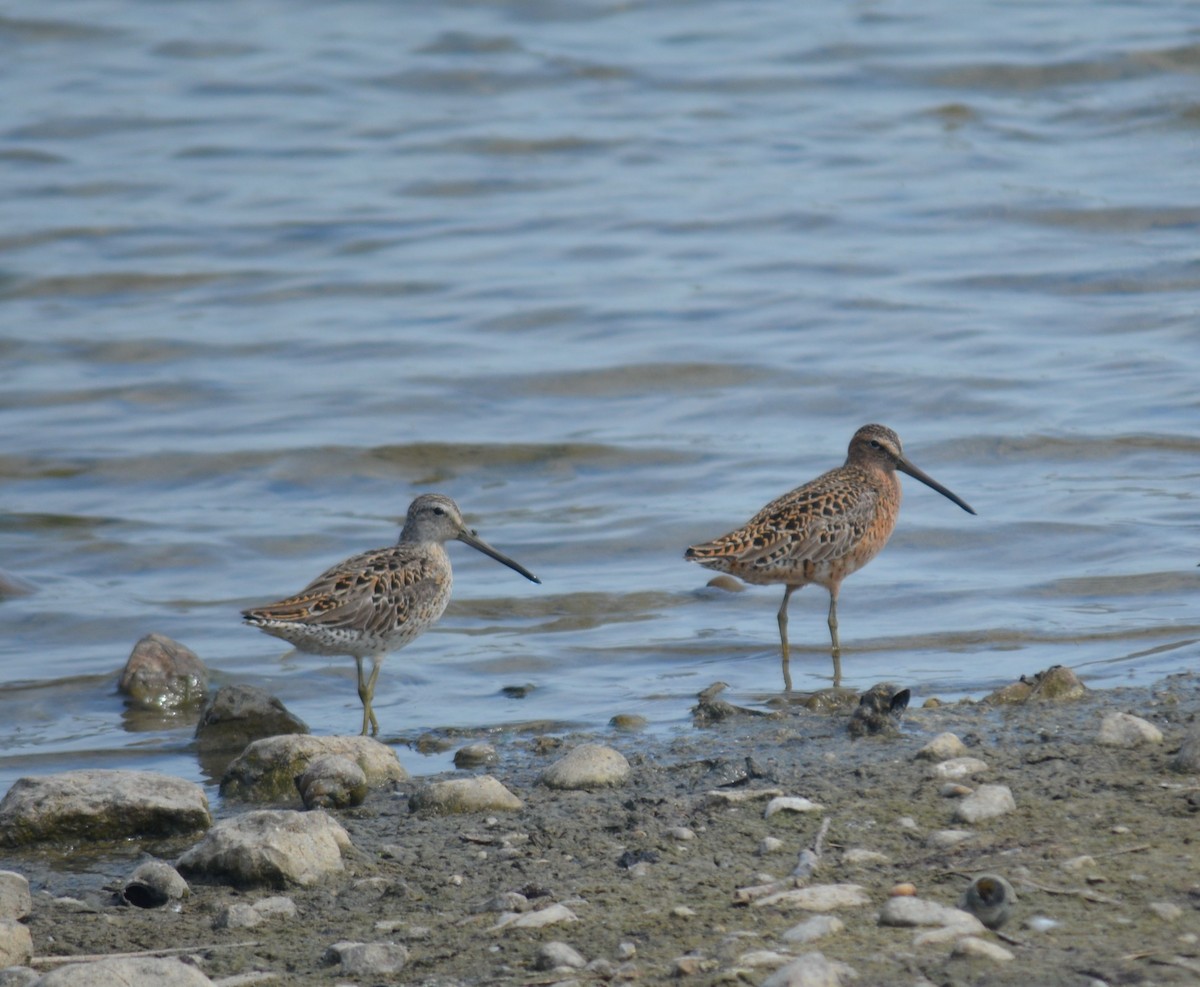 Short-billed Dowitcher - Dante and Manuel A.