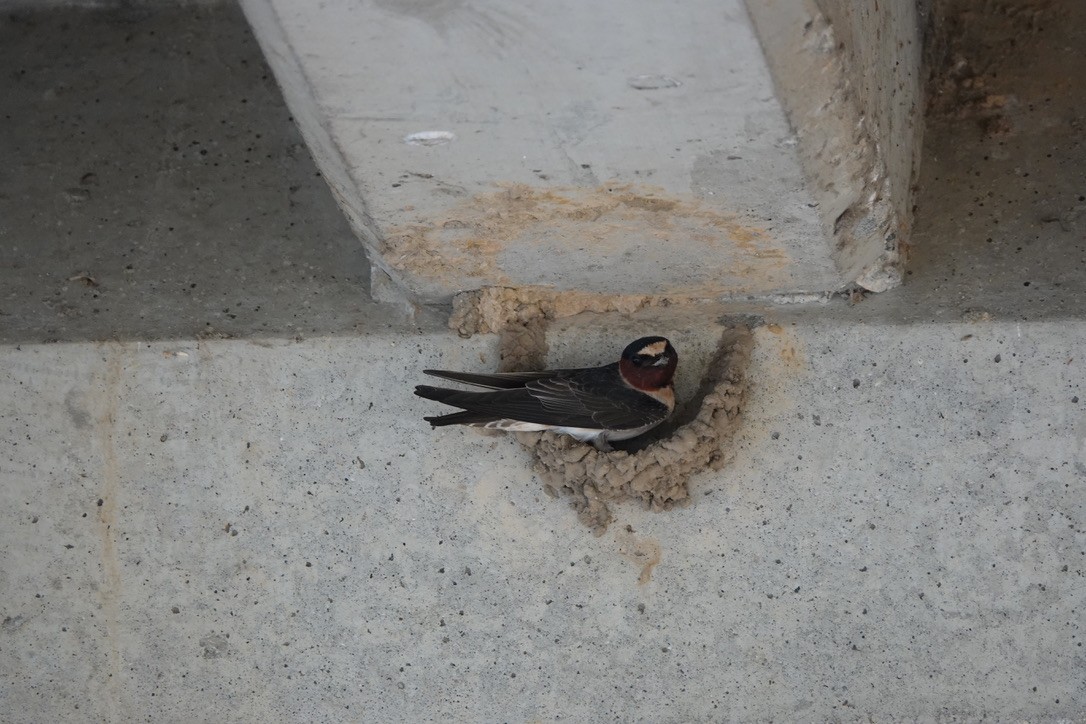 Cliff Swallow - Bart Williams