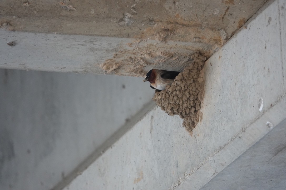 Cliff Swallow - ML340958291