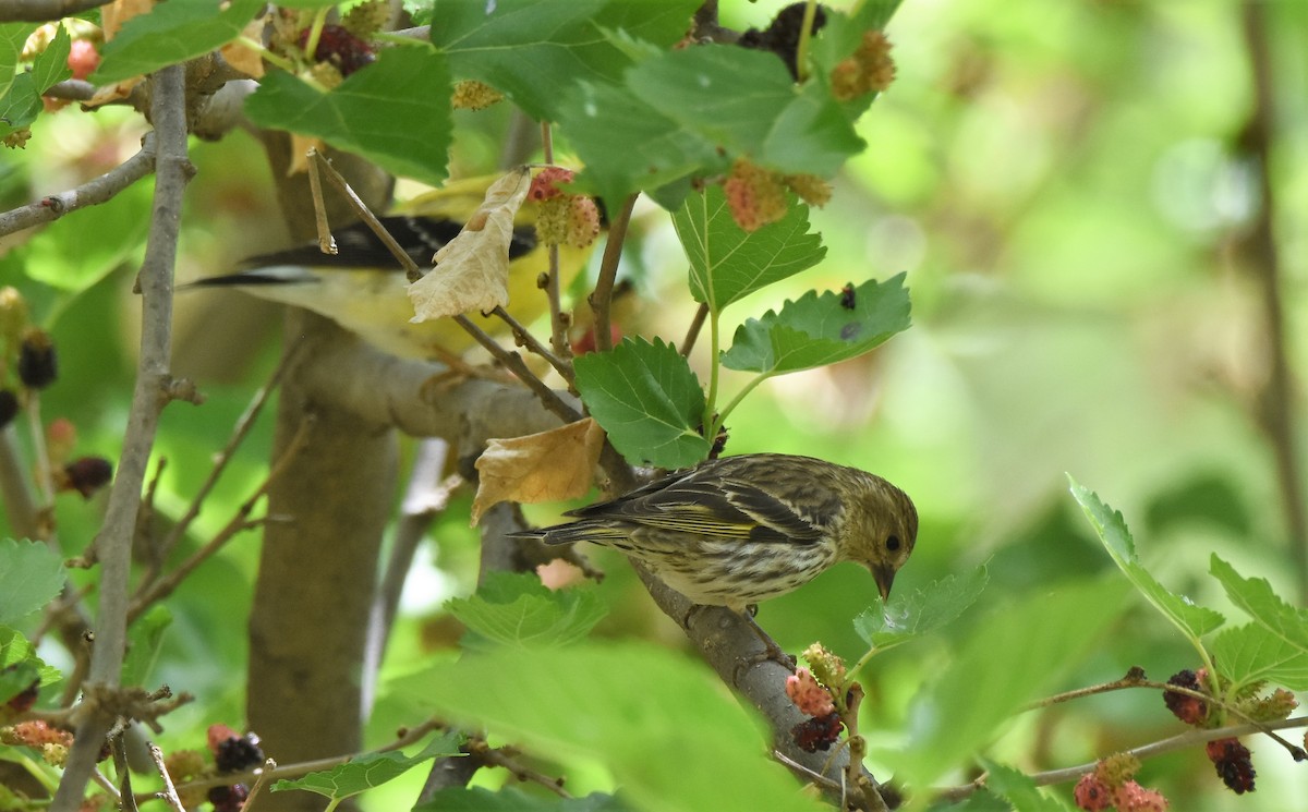 American Goldfinch - ML340958781