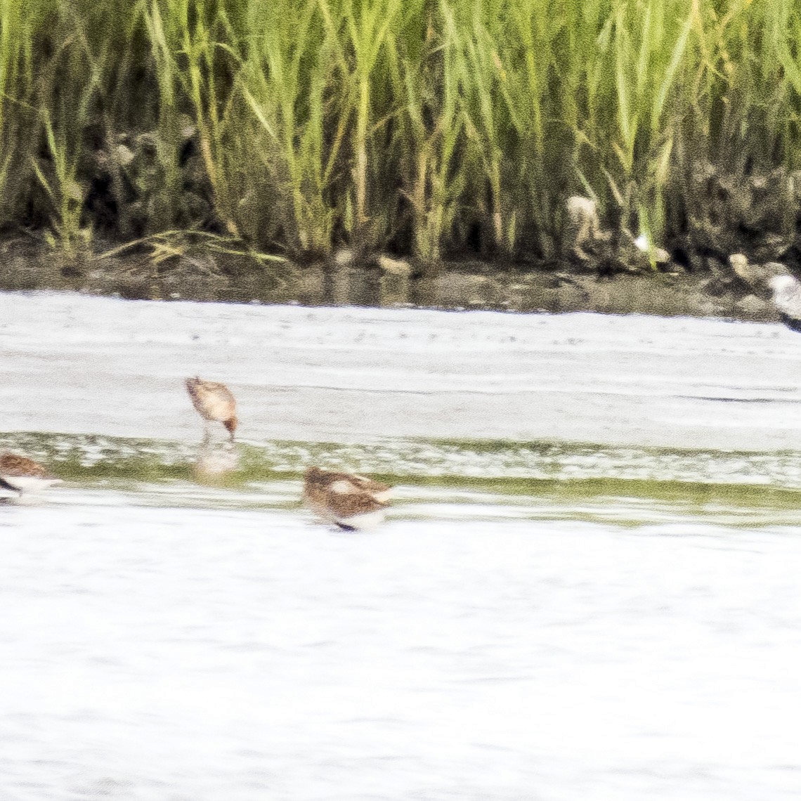 Dunlin - ML340959061