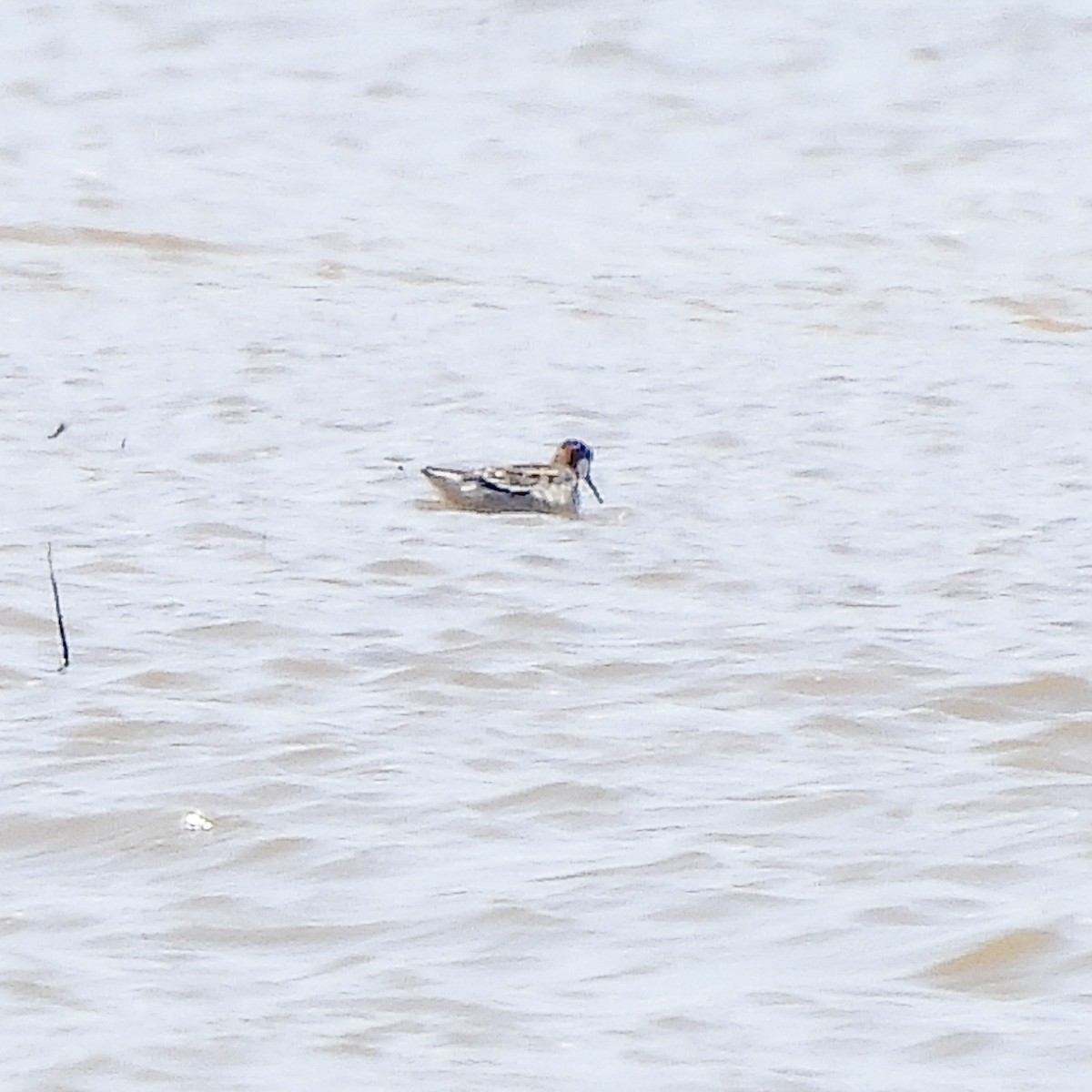 Red-necked Phalarope - ML340959331