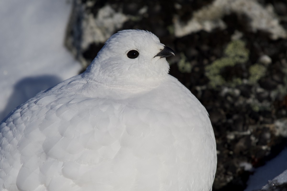 White-tailed Ptarmigan - ML340960421