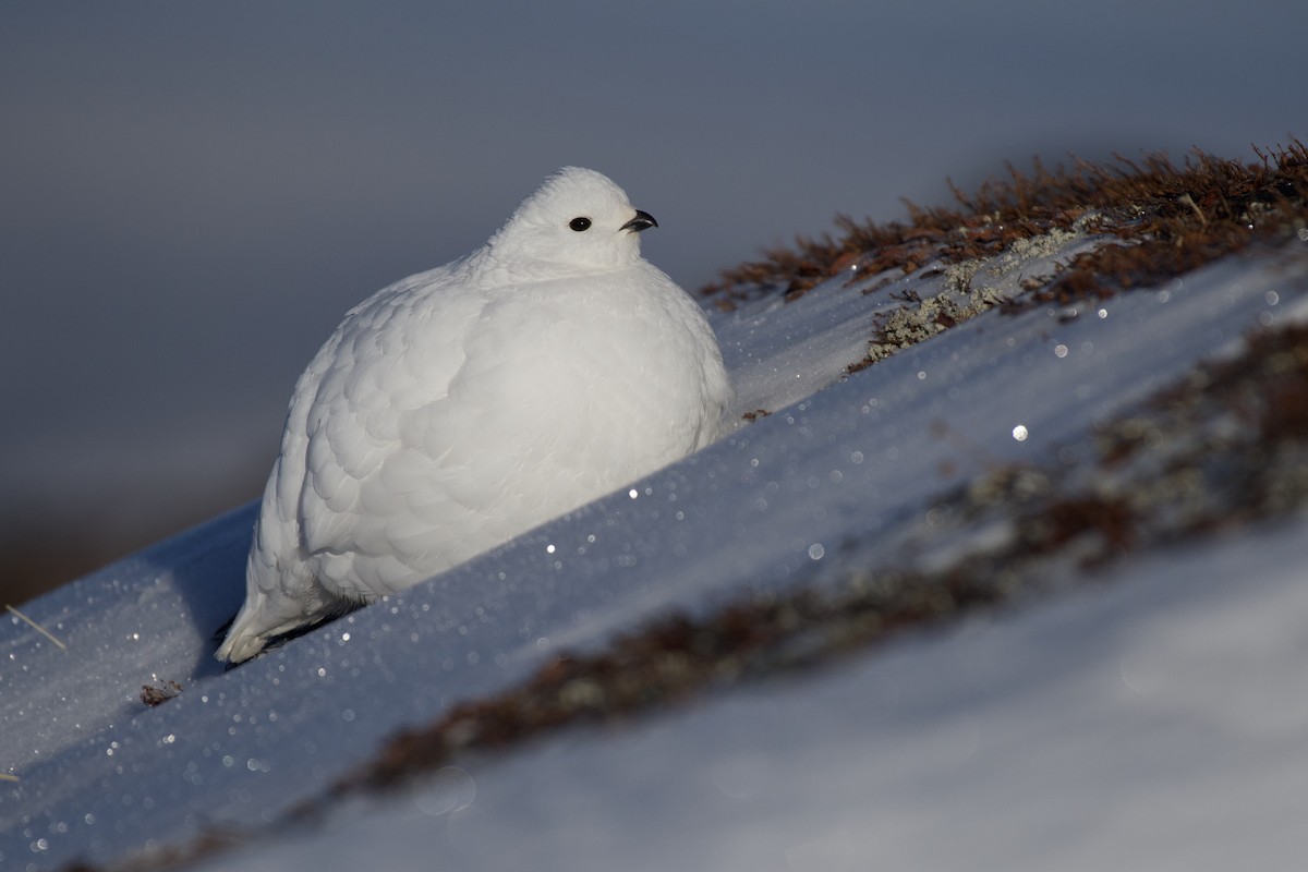 White-tailed Ptarmigan - ML340960481