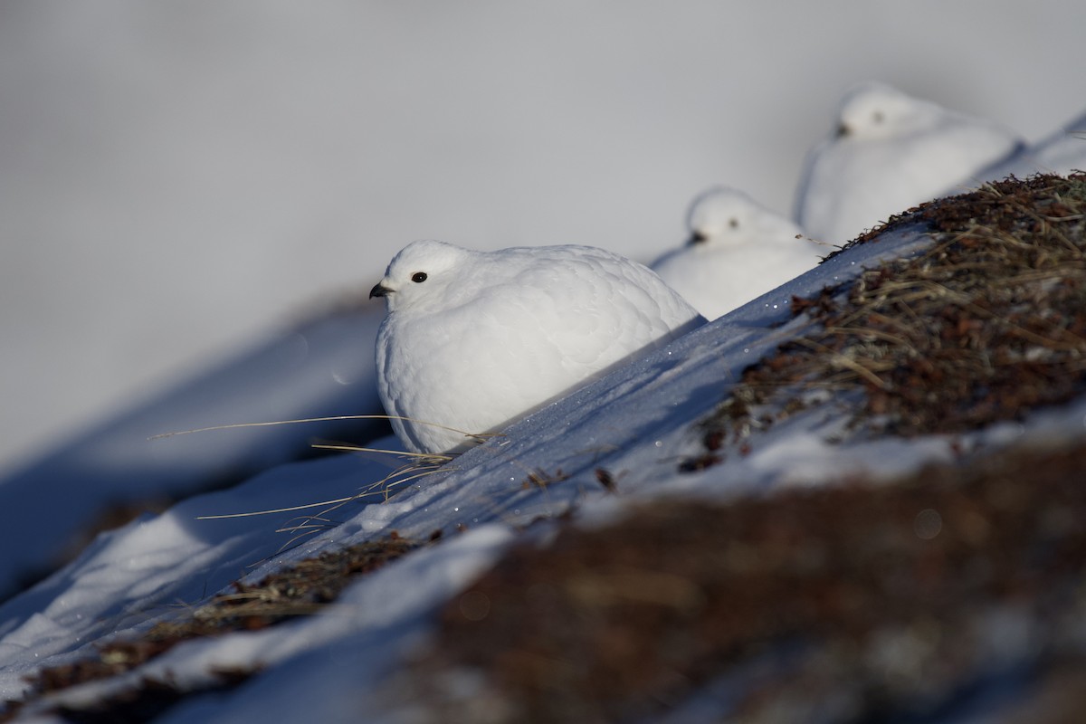 White-tailed Ptarmigan - ML340960491