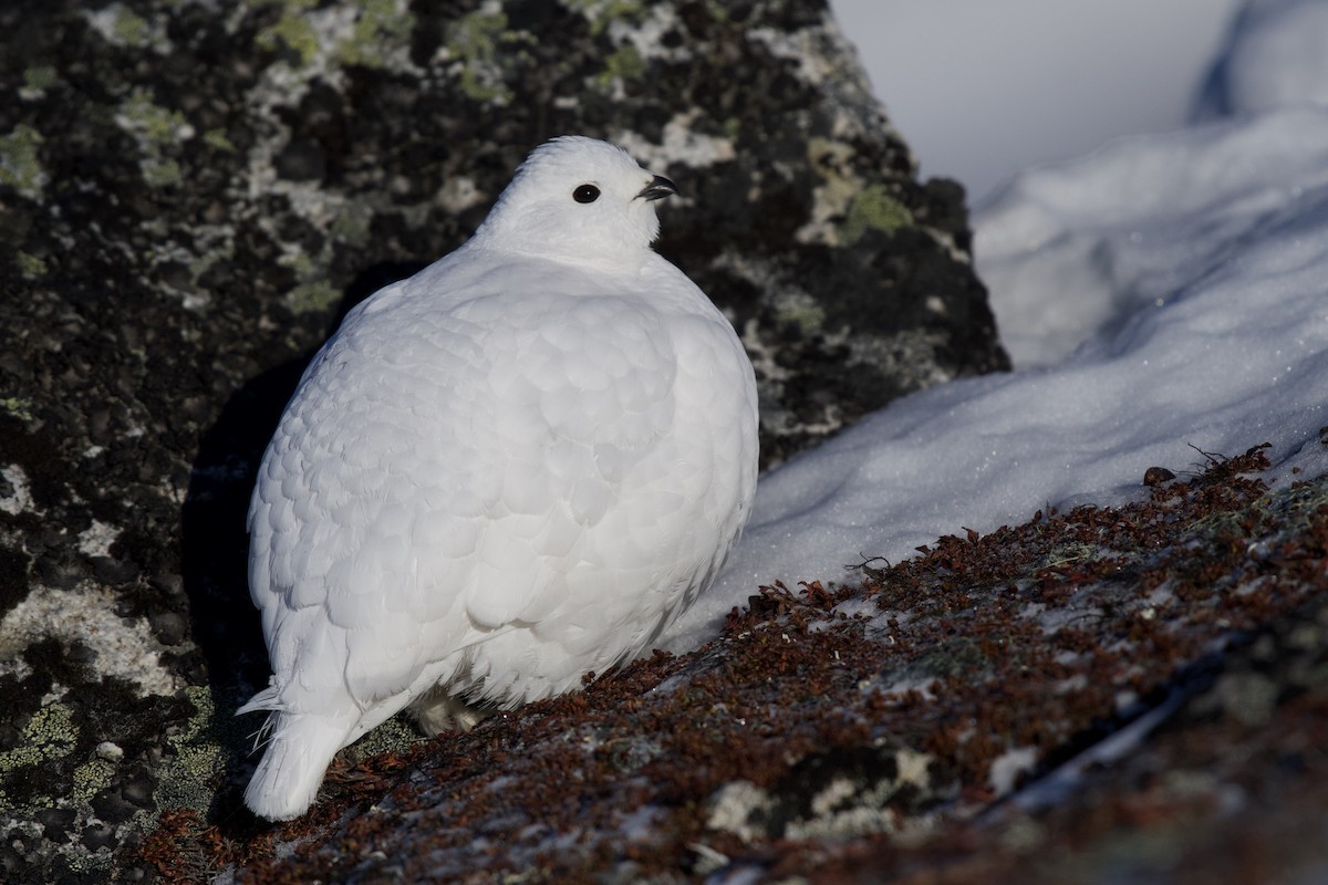 White-tailed Ptarmigan - ML340960511