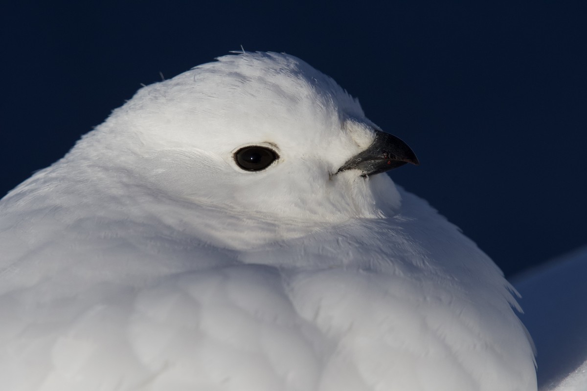 White-tailed Ptarmigan - ML340960531