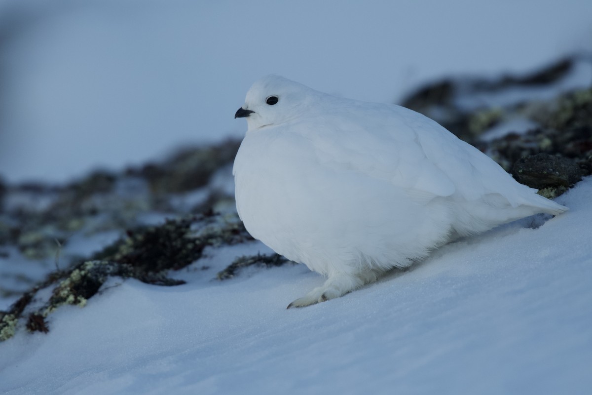 White-tailed Ptarmigan - ML340960581