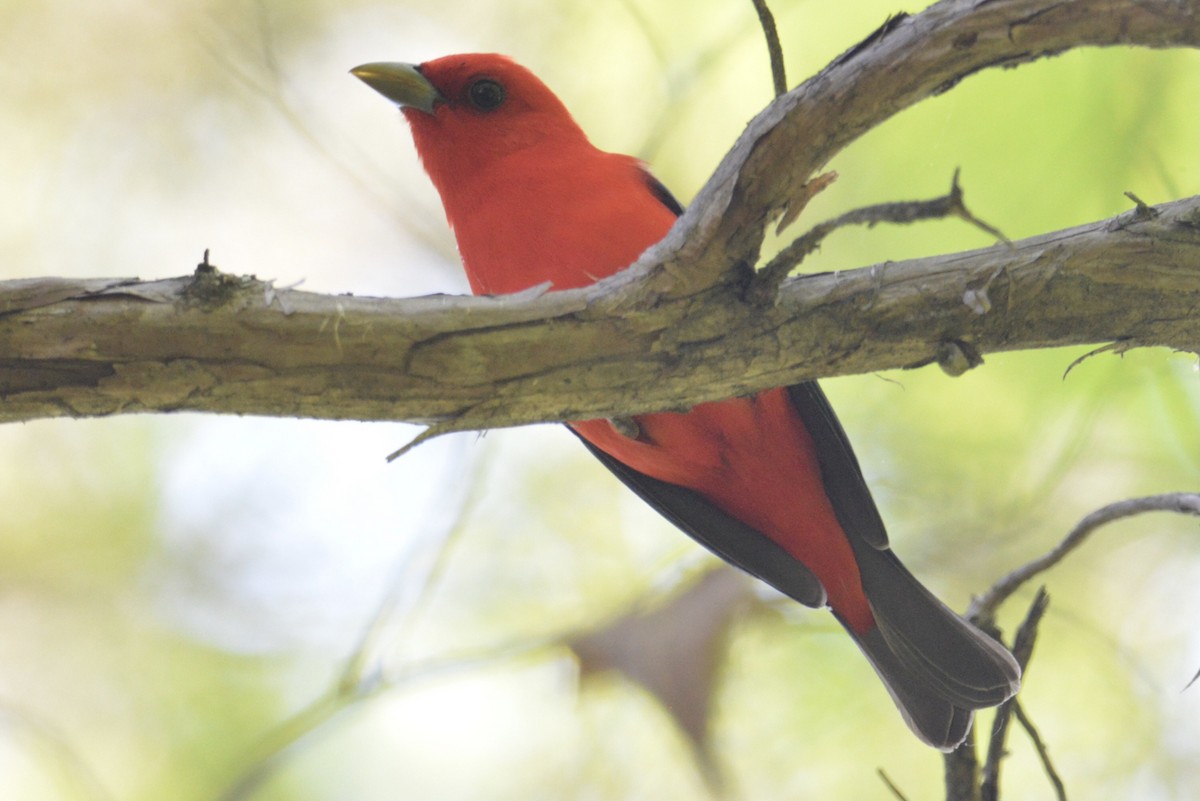 Scarlet Tanager - ML340960611