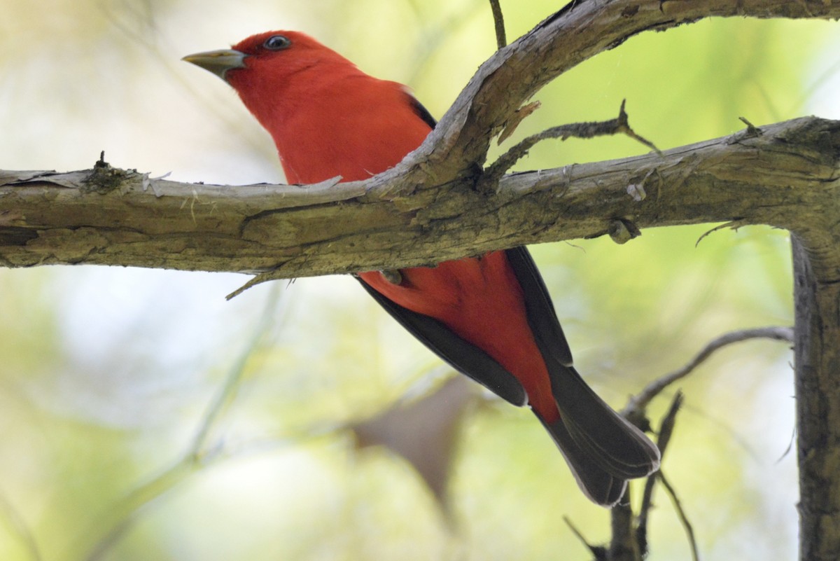 Scarlet Tanager - ML340960661