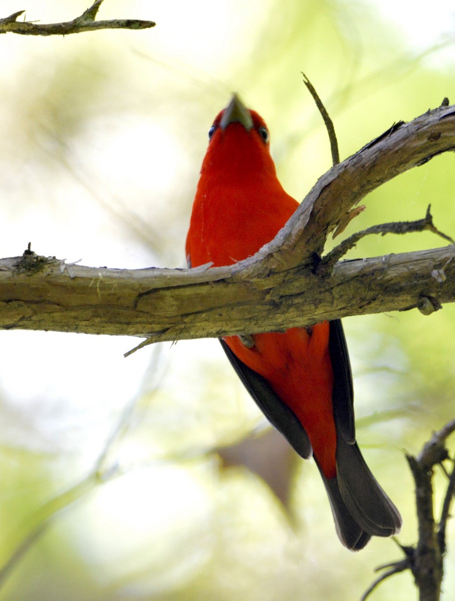 Scarlet Tanager - ML340960681