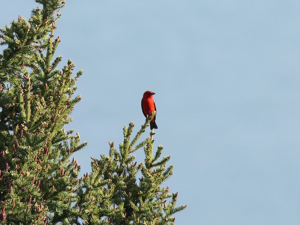 Scarlet Tanager - ML340961391