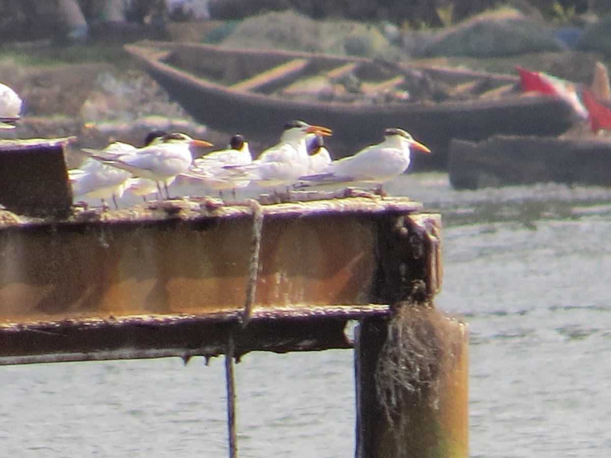 West African Crested Tern - ML34096301