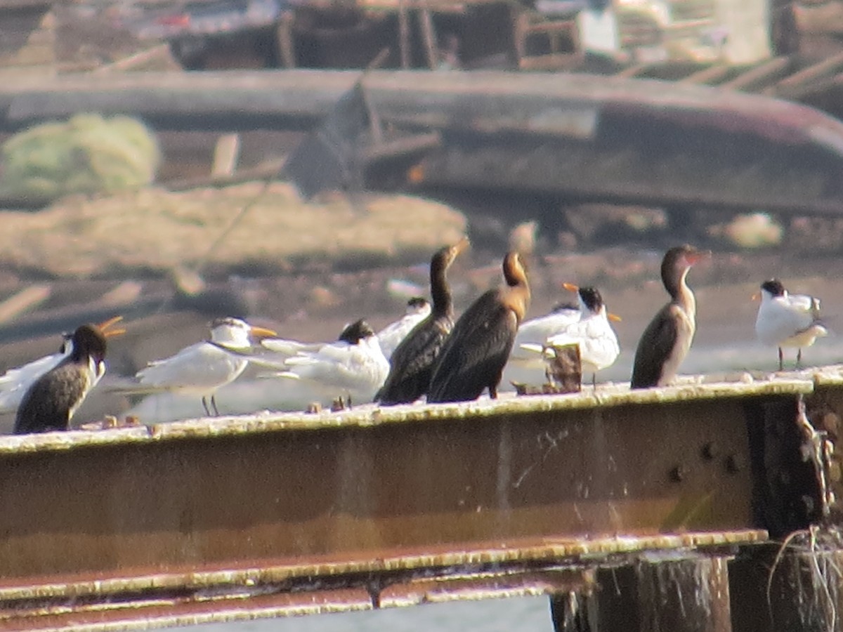 Long-tailed Cormorant - ML34096321