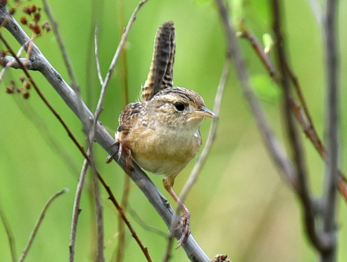 Sedge Wren - ML340963751