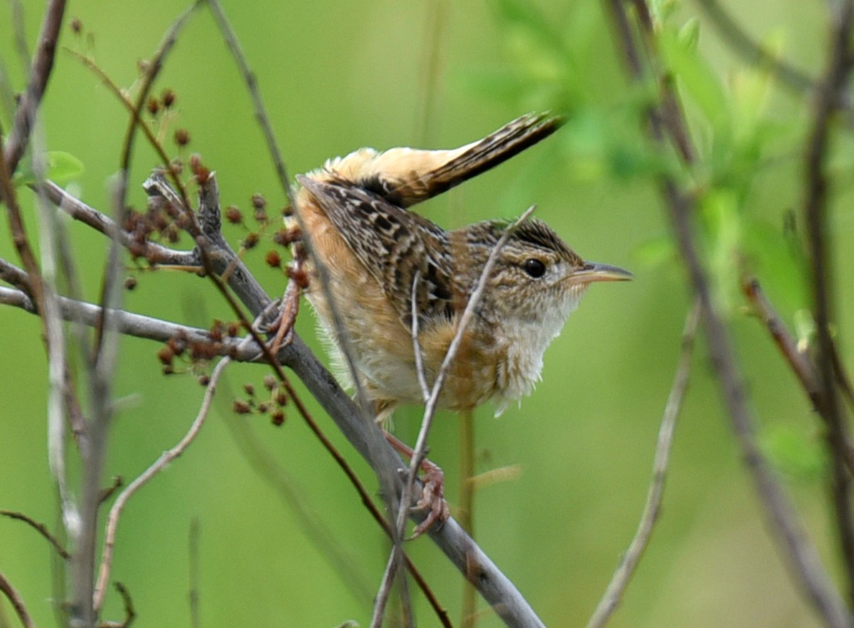 Sedge Wren - ML340963801