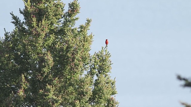 Scarlet Tanager - ML340964091