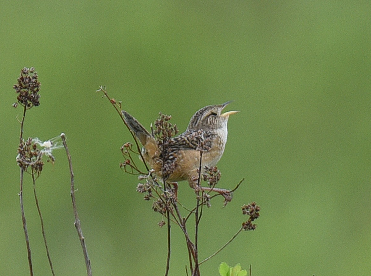 Sedge Wren - ML340964231